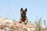 MALINOIS 906